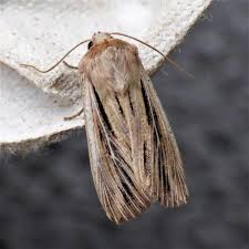 Attēlu rezultāti vaicājumam “Leucania comma”