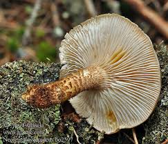 Attēlu rezultāti vaicājumam “Lentinus lepideus”