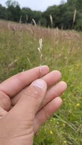 Attēlu rezultāti vaicājumam “Danthonia decumbens bud”