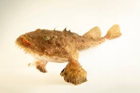 Image result for Lophius americanus