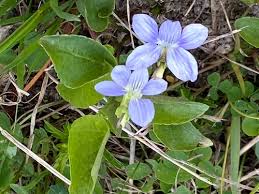 Attēlu rezultāti vaicājumam “Viola canina leaf”