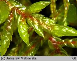 Attēlu rezultāti vaicājumam “Pleurozium schreberi”