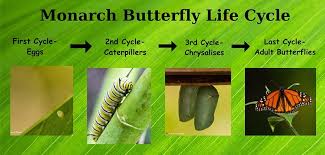 Image result for monarch caterpillar