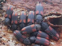 Attēlu rezultāti vaicājumam “Bitoma crenata imago”