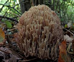 Attēlu rezultāti vaicājumam “Clavulinopsis cinerioides”