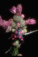 Attēlu rezultāti vaicājumam “Zygaena sp.”