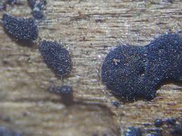 Attēlu rezultāti vaicājumam “Diachea subsessilis young”