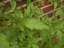 Image result for Chenopodium ambrosioides