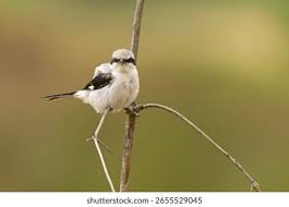 Attēlu rezultāti vaicājumam “Laniidae”