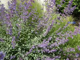 Attēlu rezultāti vaicājumam “Nepeta x faassenii”