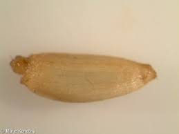 Attēlu rezultāti vaicājumam “Cirsium palustre fruit”