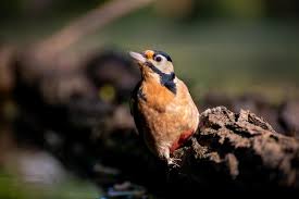 Attēlu rezultāti vaicājumam “Dendrocopos minor”