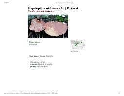 Attēlu rezultāti vaicājumam “Hapalopilus nidulans”