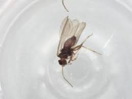 Attēlu rezultāti vaicājumam “Coniopterygidae”