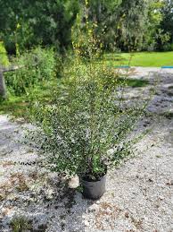 Attēlu rezultāti vaicājumam “Neckera complanata sporophyte”