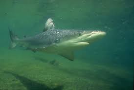 Image result for Carcharhinus galapagensis