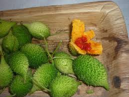 Attēlu rezultāti vaicājumam “Carex dioica fruit”