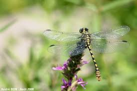 Attēlu rezultāti vaicājumam “Onychogomphus forcipatus”