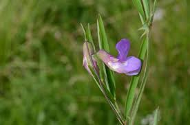 Attēlu rezultāti vaicājumam “Lathyrus palustris”