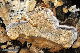 Attēlu rezultāti vaicājumam “Pycnoporellus fulgens”