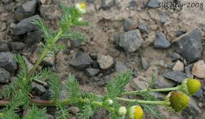 Attēlu rezultāti vaicājumam “Matricaria discoidea leaf”