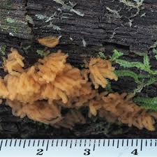 Attēlu rezultāti vaicājumam “Arcyria major macro”