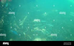 Image result for Caranx bartholomaei