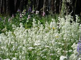 Attēlu rezultāti vaicājumam “Galium boreale”