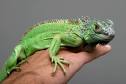 Exotic Animal
