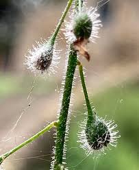 Attēlu rezultāti vaicājumam “Circaea lutetiana fruit”
