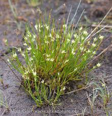 Attēlu rezultāti vaicājumam “Rhynchospora alba leaf”