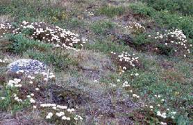 Attēlu rezultāti vaicājumam “Ledum palustre flower”