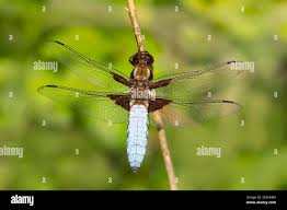 Attēlu rezultāti vaicājumam “Libellula depressa male”