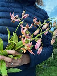 Attēlu rezultāti vaicājumam “Lilium martagon flower”