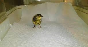 Image result for pheega