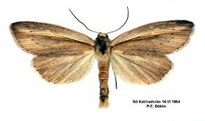 Attēlu rezultāti vaicājumam “Mythimna flammea”