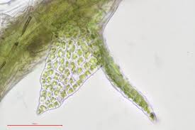 Attēlu rezultāti vaicājumam “Cephaloziella hampeana”