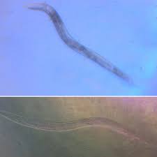 Attēlu rezultāti vaicājumam “Comatricha elegans var. microspora macro”