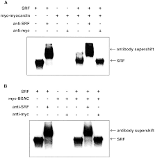 Image result for Ware Bsac