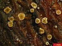 Attēlu rezultāti vaicājumam “Hyphodiscus hymeniophilus”