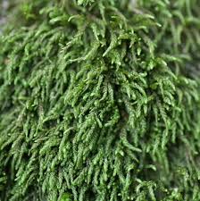 Attēlu rezultāti vaicājumam “Pterigynandrum filiforme”