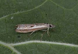 Attēlu rezultāti vaicājumam “Platytes alpinella”