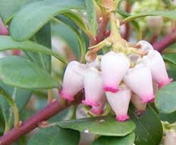 Attēlu rezultāti vaicājumam “Exobasidium uvae-ursi”