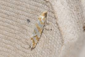 Attēlu rezultāti vaicājumam “Aethes margaritana”