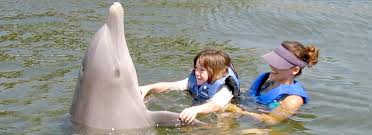 Image result for Dolphins Sheltered & Disabled Swim Club