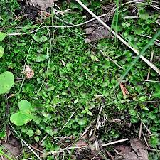 Attēlu rezultāti vaicājumam “Nardia geoscyphus”