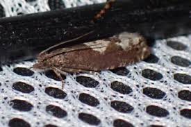 Attēlu rezultāti vaicājumam “Epinotia trigonella”