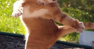 Image result for invisible cat