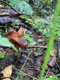 Attēlu rezultāti vaicājumam “Gyromitra infula”