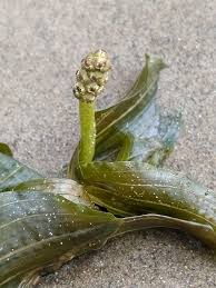 Attēlu rezultāti vaicājumam “Potamogeton perfoliatus flower”
